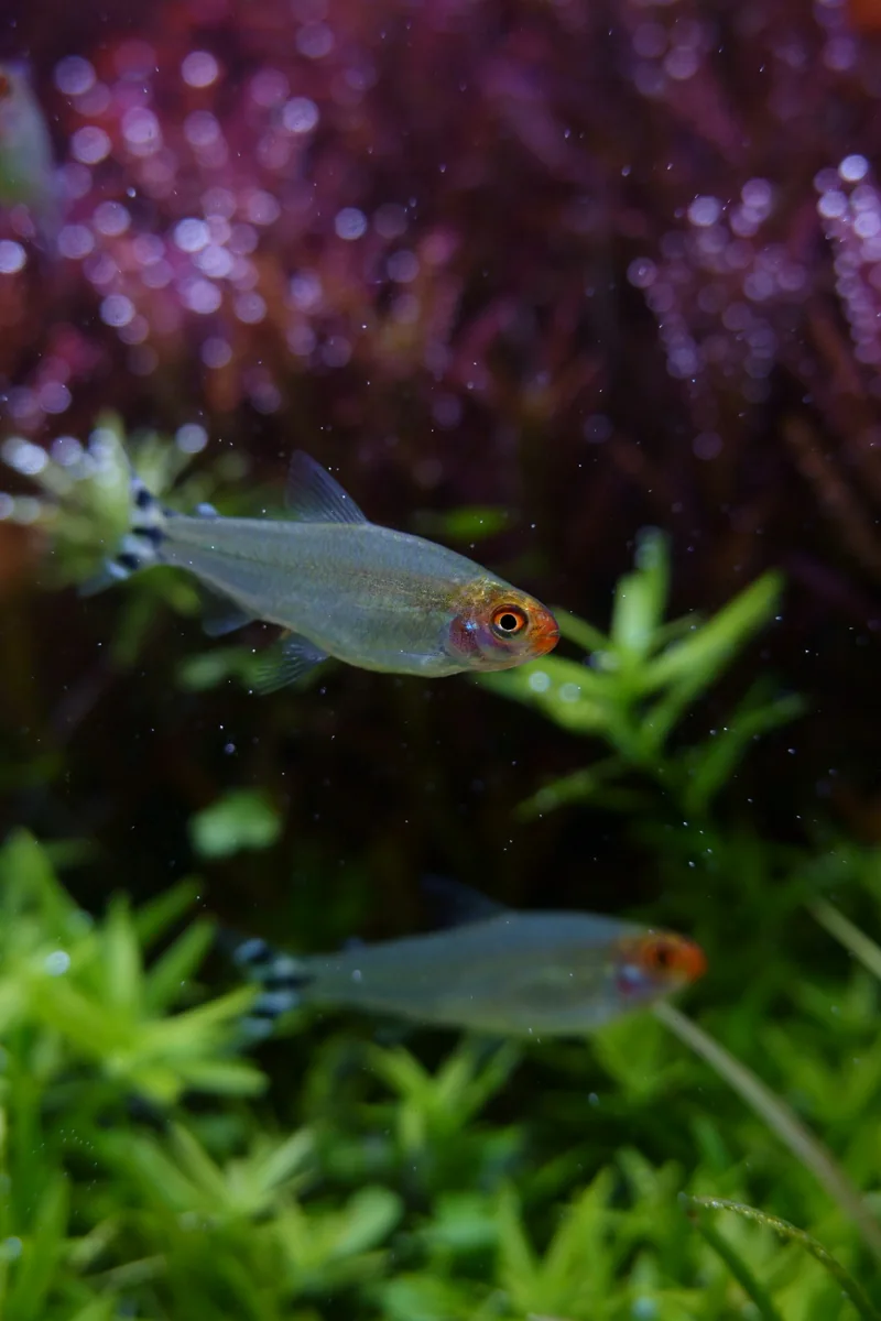 Fish swimming among aquatic plants