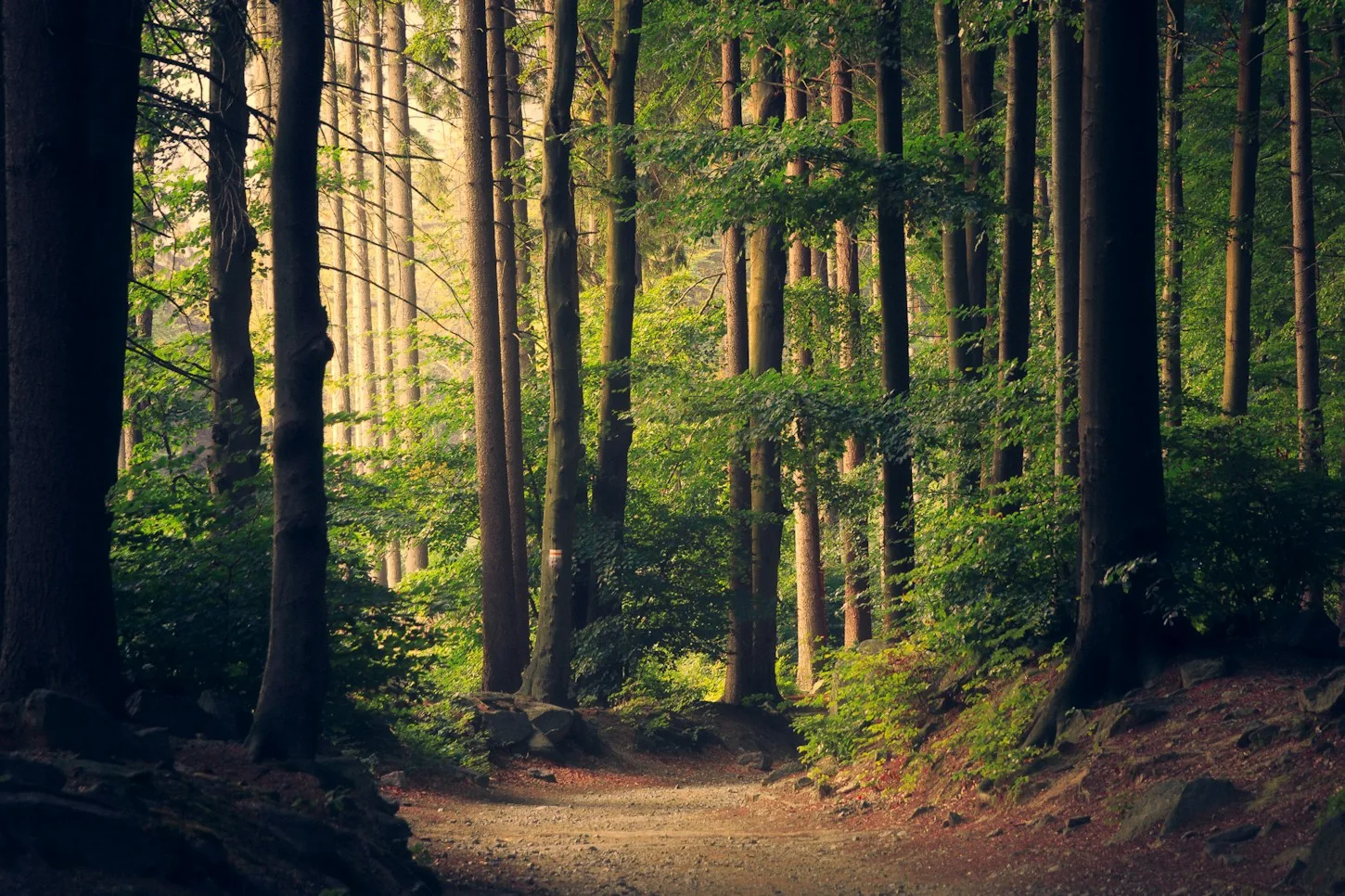 Sunlight through a living forest, illustrating habitat care