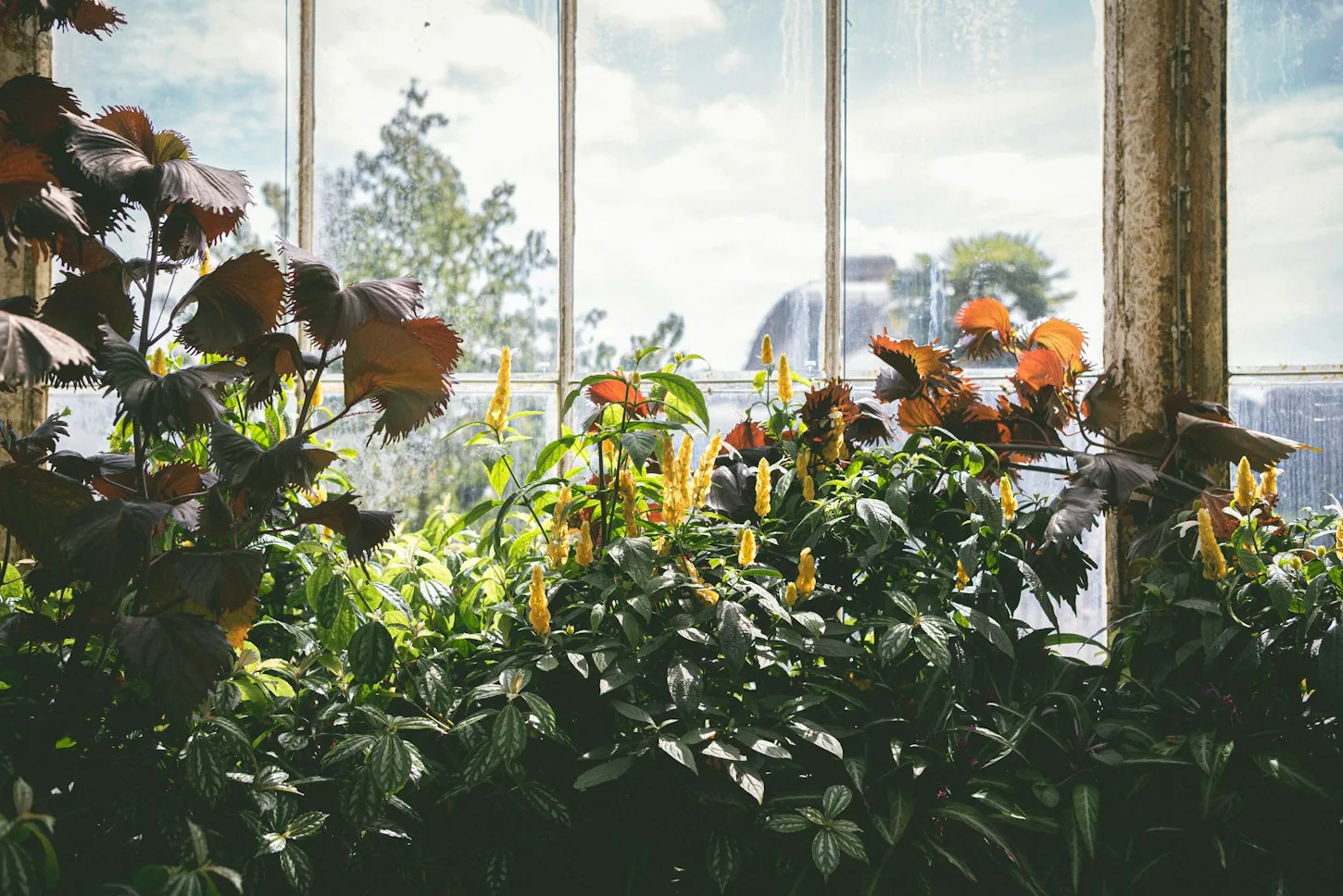 Lush plants bathed in sunlight inside a glazed growing space