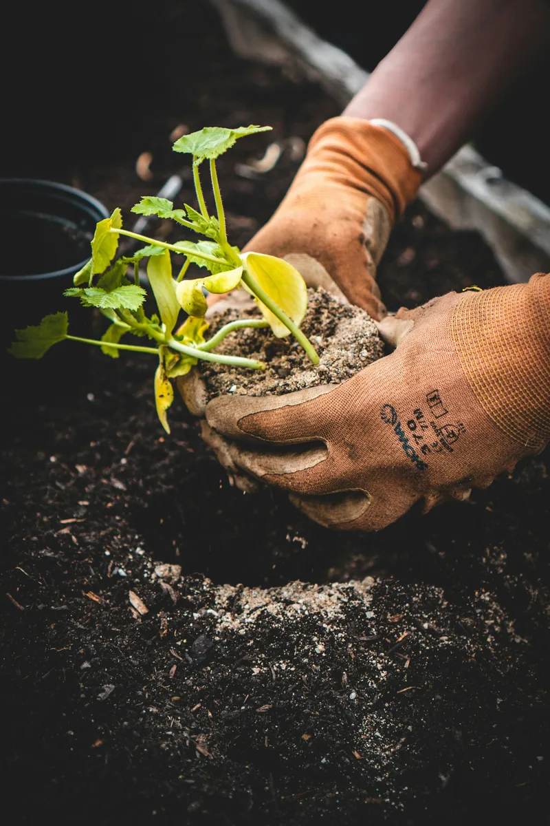 Hands tending a young plant in the soil