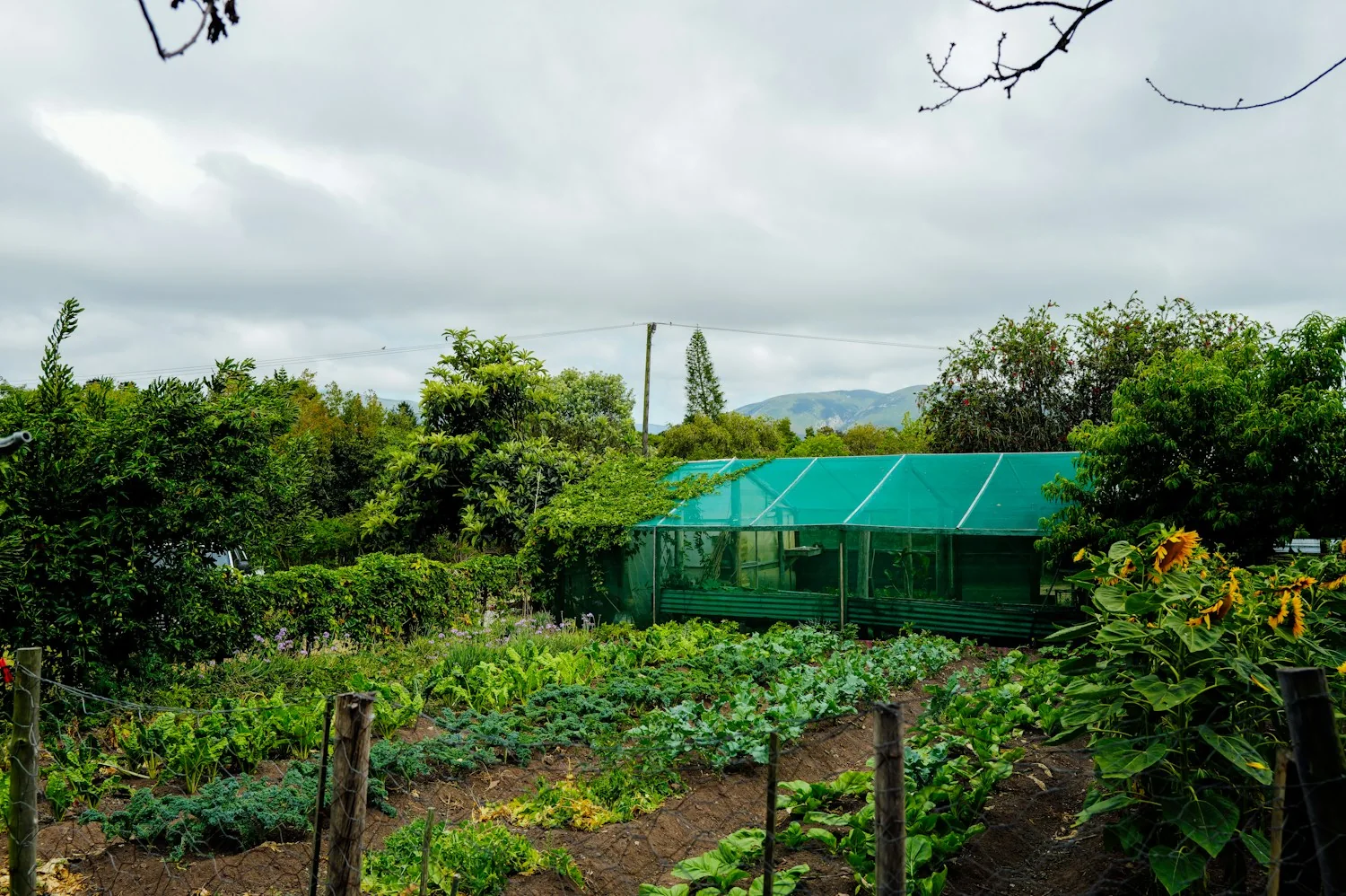 Lush vegetable rows and a greenhouse in a productive garden