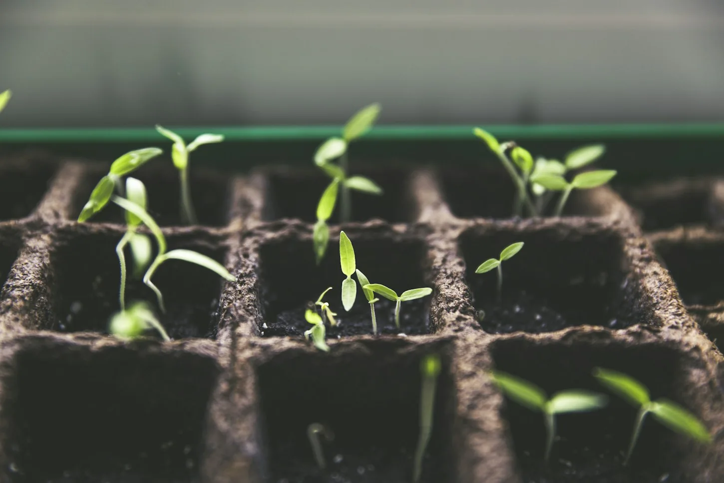 Vegetables growing in a working garden